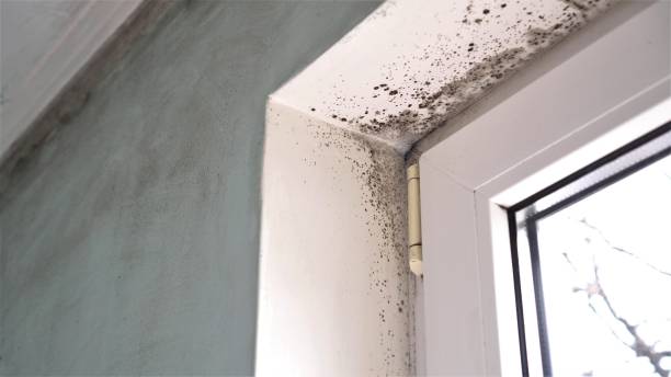 Best Mold Damage Restoration  in Mountainhome, PA