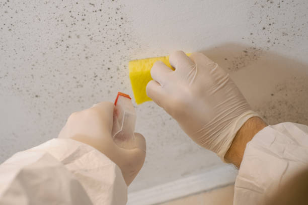 Best Mold Odor Removal Services  in Mountainhome, PA