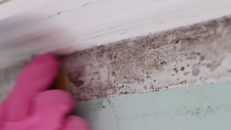 Best Mold Damage Restoration  in Mountainhome, PA